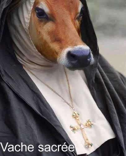 vache sacre