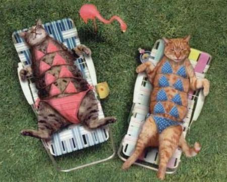 les chats