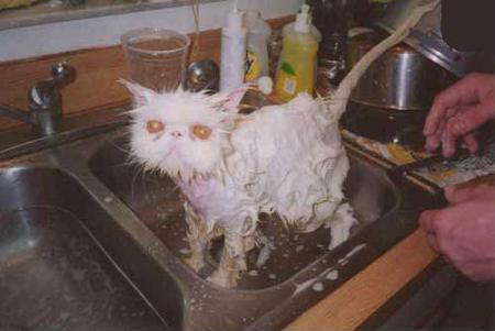 chat