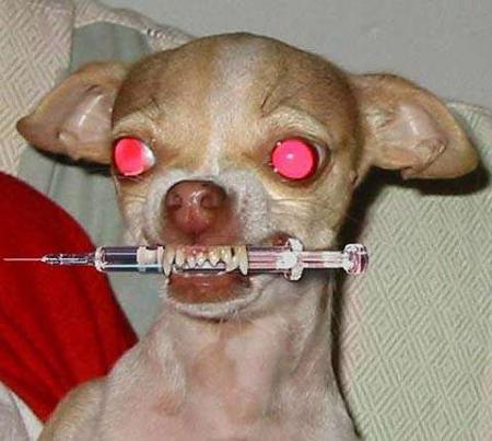 chien agressif