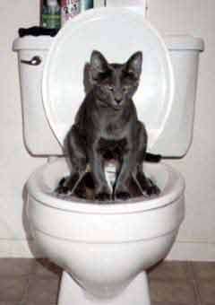 chat